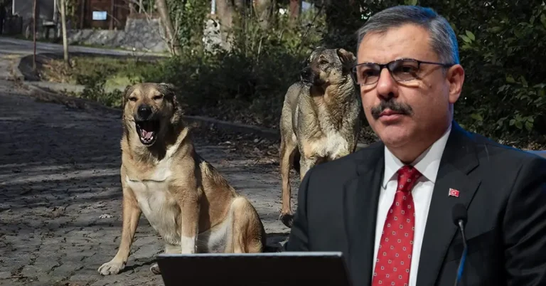 Bakan Çiftçi: Sahipsiz hayvanların yüzde 80’i toplandı