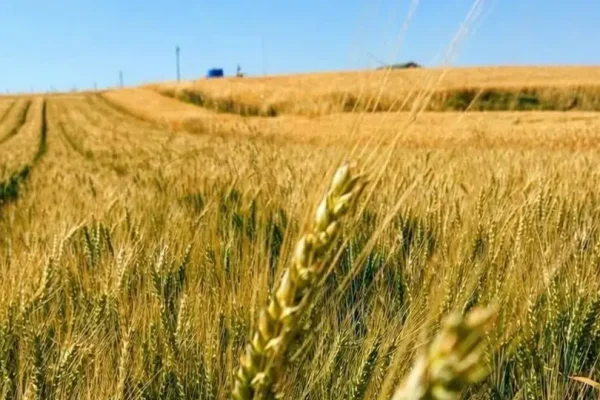 Yerli Buğday “Kirve”, Çorum’da kuru tarımda umut verdi