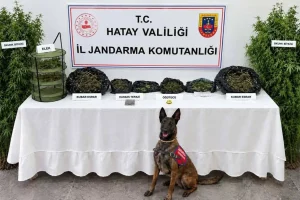 Hatay’da uyuşturucu operasyonu: Esrar ve Skunk ele geçirildi