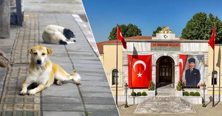 Valilikten net mesaj: Sokak hayvanlarında geri adım yok