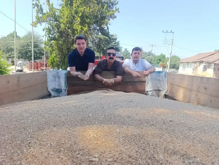 İnegöl’de buğday hasadı ve alımları başladı
