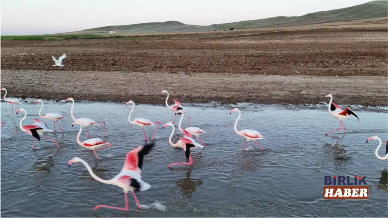 Sarıyahşi’de Mola Veren Flamingoların Rotası Tuz Gölü Oldu