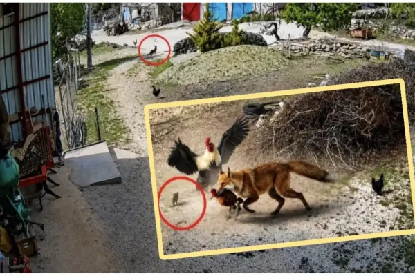 Burdur’da güvenlik kamerasına yansıdı: Tilkinin pençesindeki tavuğu horoz kurtardı
