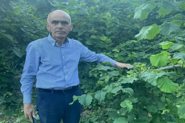 Giresun Ziraat Odası’ndan fındık fiyatı tepkisi