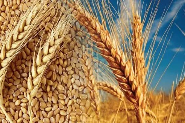 Türkiye tarımda rekor kırdı: 2025’te 83,2 milyar dolarlık hasıla