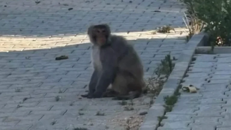 Hatay’da maymun paniği
