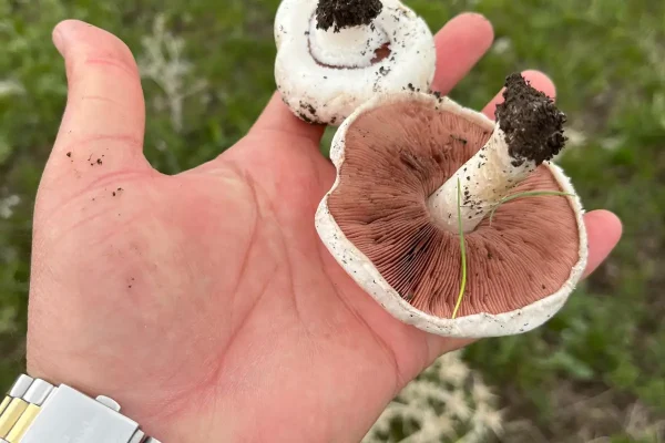 Kars’ta yağmurlar mantar sezonunu müjdeledi