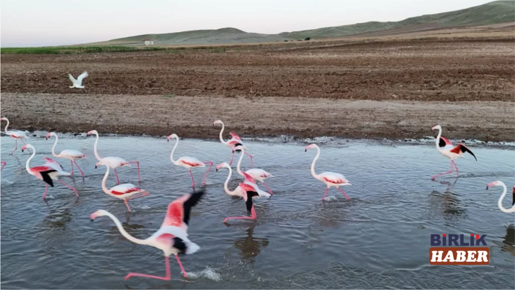 Sarıyahşi’de Mola Veren Flamingoların Rotası Tuz Gölü Oldu